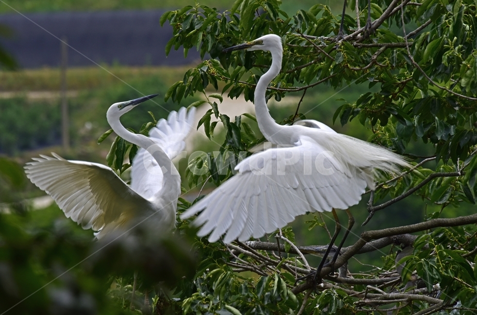 백로,egret,흰이슬,중대백로,여름새,철새,여름철새,외가리과,동물,animal,조류,새,birds