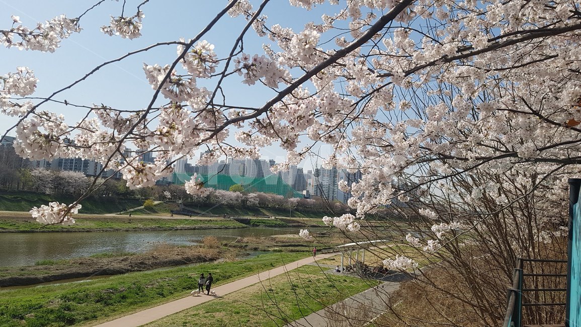 벚꽃,꽃,산책,봄,강변,식물,봄,계절,spring,season,plant,blossom,flower,cherry blossom