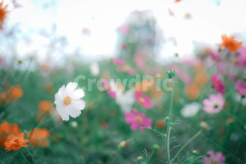 코스모스,꽃,가을,autumn,commoncosmos,コスモス,gardencosmos,flower,가을배경,가을이미지,꽃배경,식물,하얀색,가을,계절,fall,autumn,season,식물,자연,plants,nature,꽃,flower,감성,sensible,feeling,plant