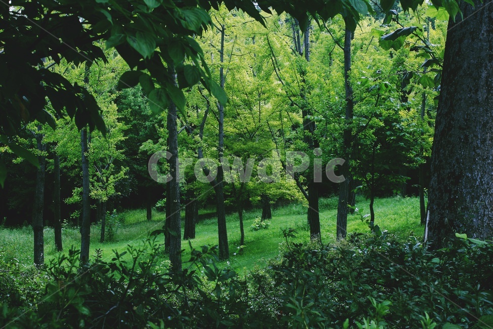 outdoors,옥외,초록색,풀,시원한,여름,계절,summer,season,자연,풍경,nature,landscape
