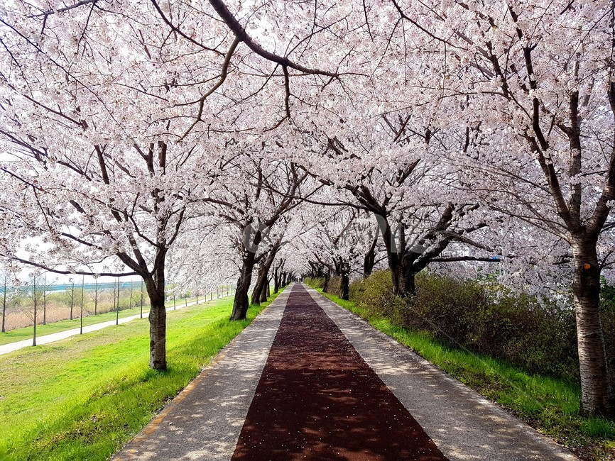 벚꽃,낙동강,자전거,벚꽃길,부부,cherryblossoms,봄,계절,spring,season,plant,식물,blossom,꽃,flower
