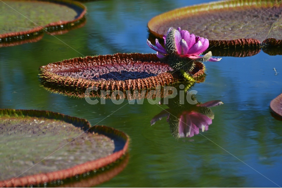flower,plant,식물,blossom,꽃,연,연자,연밥,연잎,빅토리아연,빅토리아연꽃,반영,빅토리아연잎,식물,자연,plants,nature,꽃,flower