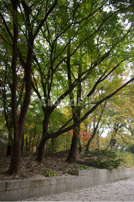 가을,fall,나무,식물,plant,단풍,잎,가을,계절,fall,autumn,season,자연,풍경,nature,landscape,tree,tree trunk,나무 줄기,vegetation,초목,woodland,삼림지,outdoors,옥외,forest,숲,land,땅