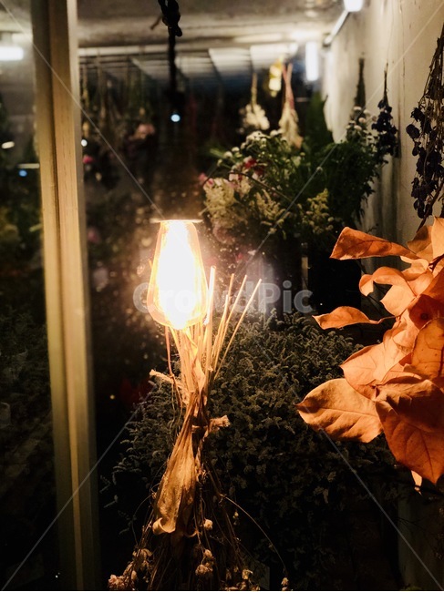 연남동,불빛,전구,꽃,드라이플라워,식물,자연,plants,nature,꽃,flower,실내용화초,화분,화초,house plant,감성,sensible,feeling,인테리어,실내디자인,interior design