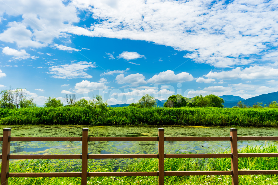 forest,clouds,trees,cloud,beautiful,mountain,Busan,grass,wood,wooden fence,park,sky,rest,tree,Nakdong River,water,sand,busan,plant,Hwamyeong Ecological Park,river,fence,walk