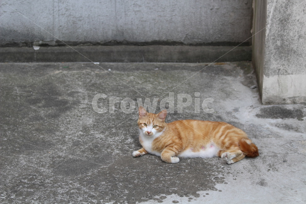고양이,길고양이,냥이,동네,야옹이,동물,animal,포유류,mammal,고양이,cat,kitten,kitty