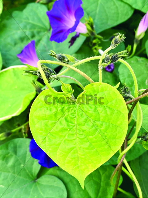 plant,식물,잎,leaf,나팔꽃,하트,꽃,flower,꽃잎,식물,자연,plants,nature