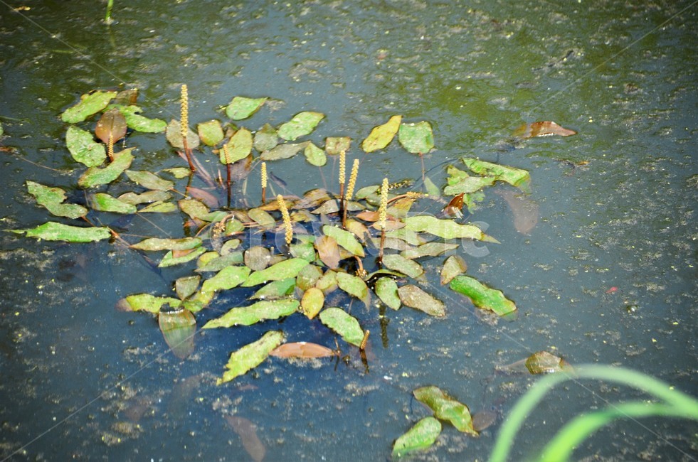 가래,가랫과,수생식물,여러해살이풀,물풀,관상용,식물,자연,plants,nature