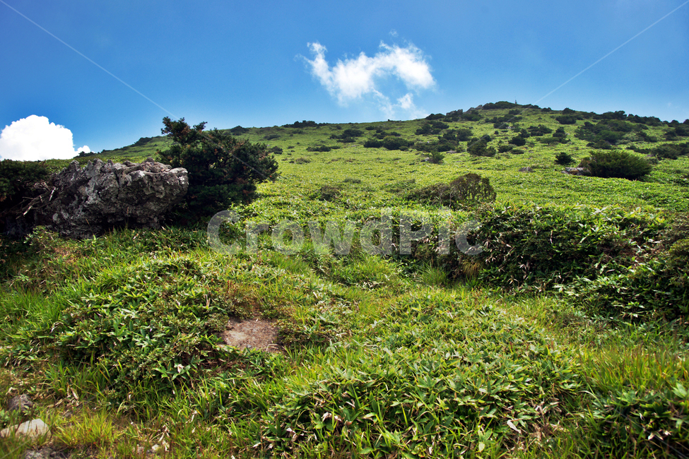 한라산,제주도,영산,어리목코스,만세동산,자연,구름,초목