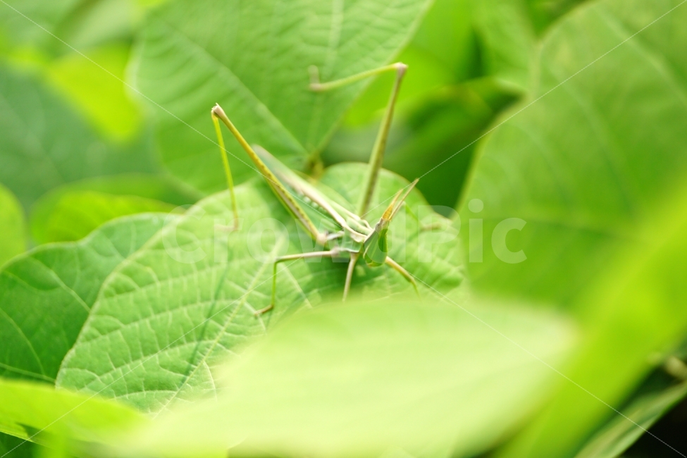 곤충,방아깨비,메뚜기,동물,자연,insect,식물,이파리,잎사귀,나무,동물,animal,곤충,벌레,insect,bug