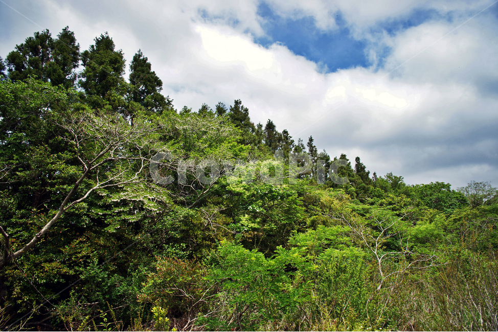 갑마장길,제주도,표선면,가시리,숲,신록,자연,풍경,nature,landscape