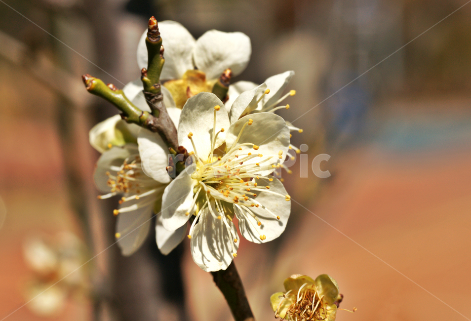 매화,꽃,매실나무,봄,계절,식물,사군자,장미과,봄,계절,spring,season,식물,자연,plants,nature,꽃,flower,plant