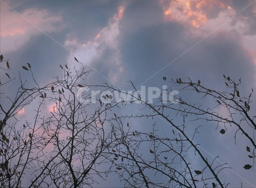 하늘,나무,색감,감성,풍경,자연,자연,풍경,nature,landscape,식물,plants,나무,trees,wood,감성,sensible,feeling,색깔,색상,색채,색감,color sense,color sensitivity,feeling of color