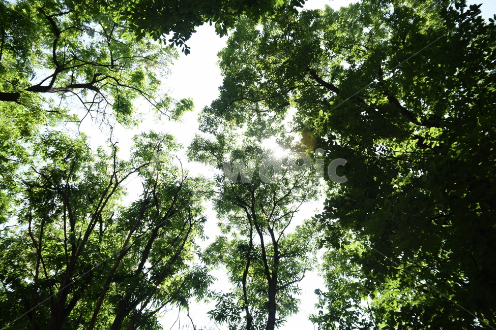숲,하늘,나무,여름,forest,sky,sun,tree,trees,summer,여름,계절,summer,season,자연,풍경,nature,landscape,vegetation,초목,plant,식물,outdoors,옥외,land,땅,woodland,삼림지,grove,작은 숲