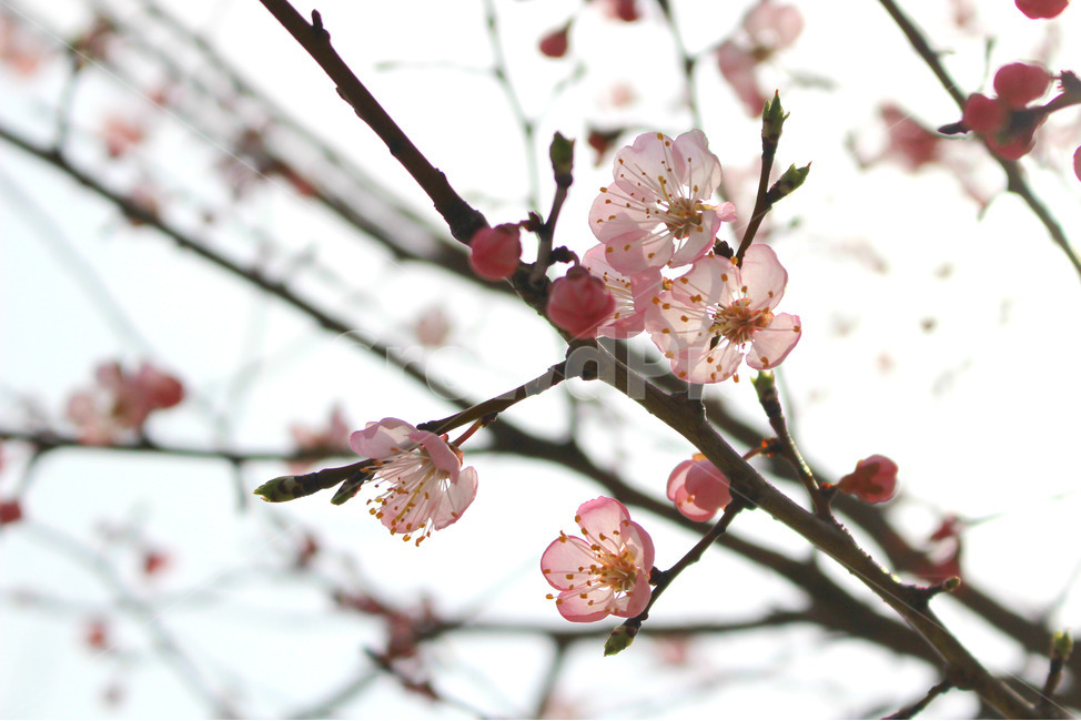 감성사진,봄,풍경사진,매화,꽃,하늘,자연,풍경,daily,flower,pink,spring,봄,계절,spring,season,식물,자연,plants,nature,꽃,flower,plant,blossom