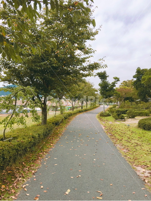 낙엽,자연,나무,풀,길