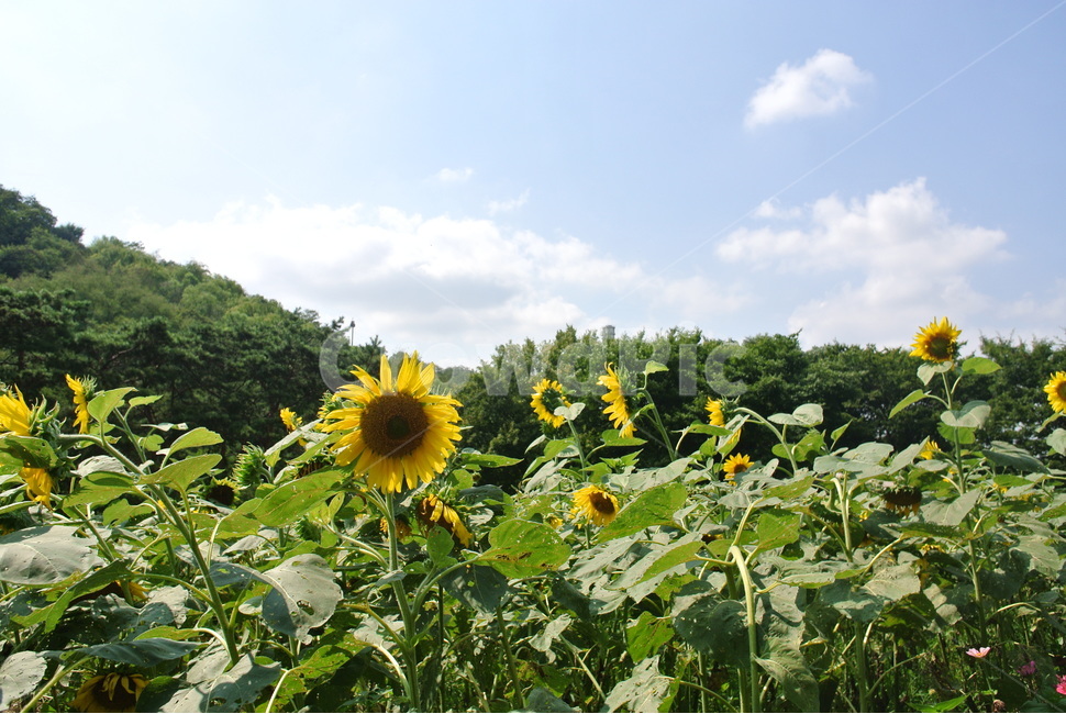 해바라기,꽃,자연,풀,하늘,구름,산,나무,여름,계절,summer,season,가을,fall,autumn,자연,풍경,nature,landscape,식물,plants,꽃,flower,plant,blossom