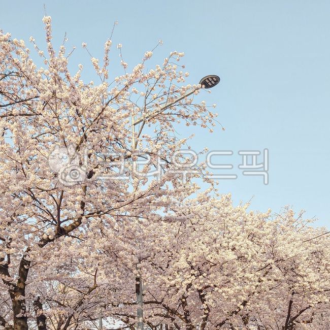 벚꽃,봄,꽃구경,벚꽃축제,벚꽃길,나들이,피크닉,산책,벚꽃놀이,야외활동,햇살,봄바람,싱그러운,봄날,따듯한,감성,감성사진,spring,cherryblossom,picnick,blooming