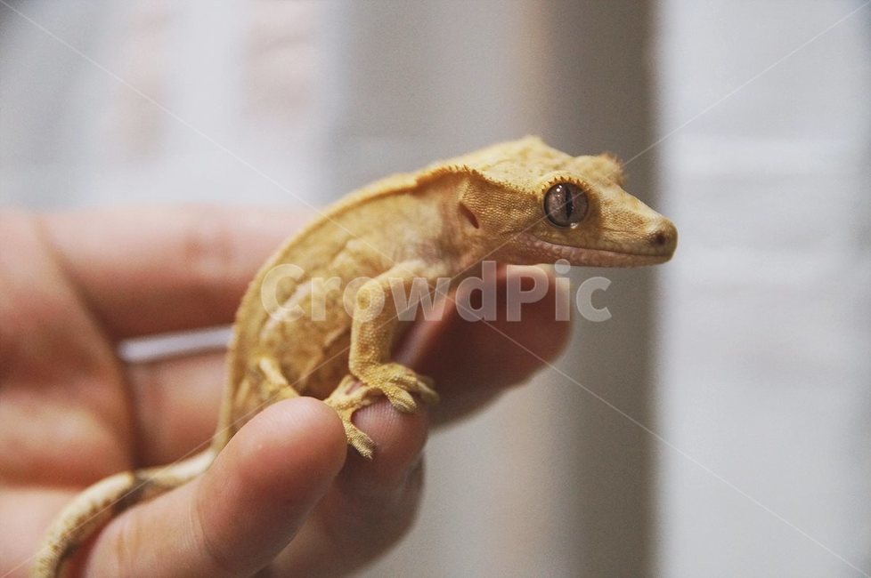 reptile,파충류,크레스티드게코,crestedgecko,lizard,희귀애완동물,도마뱀,게코,gecko,동물,animal,파충류,양서류,reptile,amphibian,사람,인물,인간,human,person,신체일부,몸,body