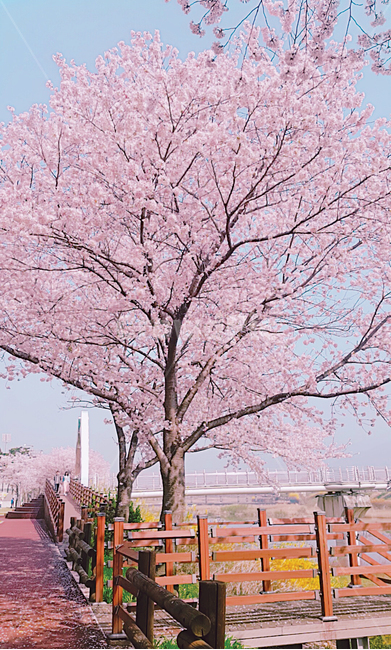 blossom,벚꽃,힐링,벚꽃나무,배경화면,봄,계절,spring,season,plant,식물,flower,꽃