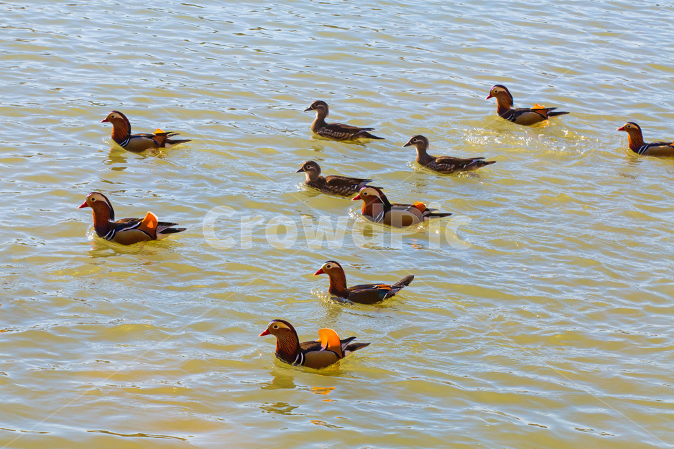 자연,동물,새,원앙,원앙새,야생,야생동물,연못,호수,저수지,겨울,텃새,bird,animal,water,outdoors,옥외,풍경,duck,waterfowl,물새,오리,물오리,비상,동물,animal,조류,새,birds