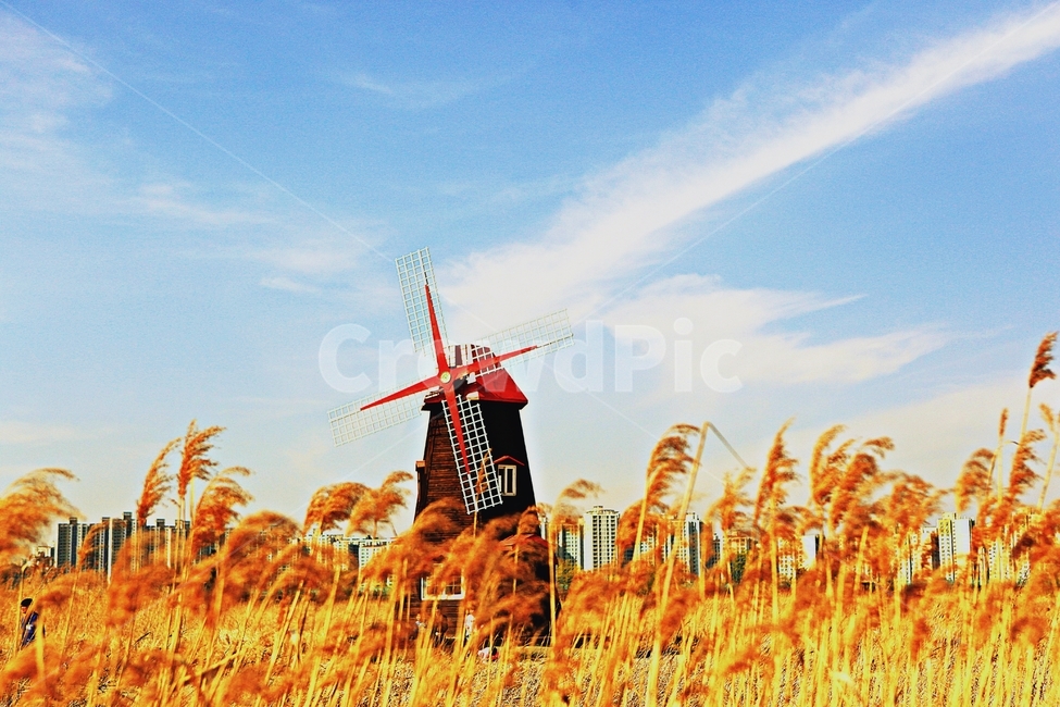 풍차,갈대,식물,자연,생태공원,풍경,배경,가을,계절,fall,autumn,season,자연,풍경,nature,landscape,motor,모터,engine,엔진,machine,기계