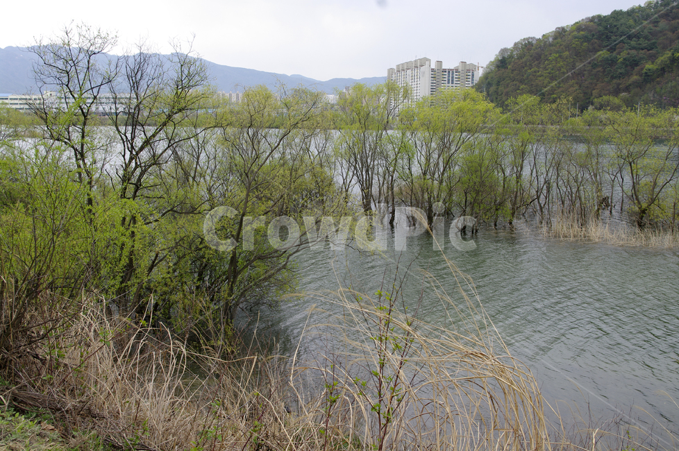 풍경,나무,봄,물결,강,풀,자연,풍경,nature,landscape,outdoors,옥외,land,땅,water,물