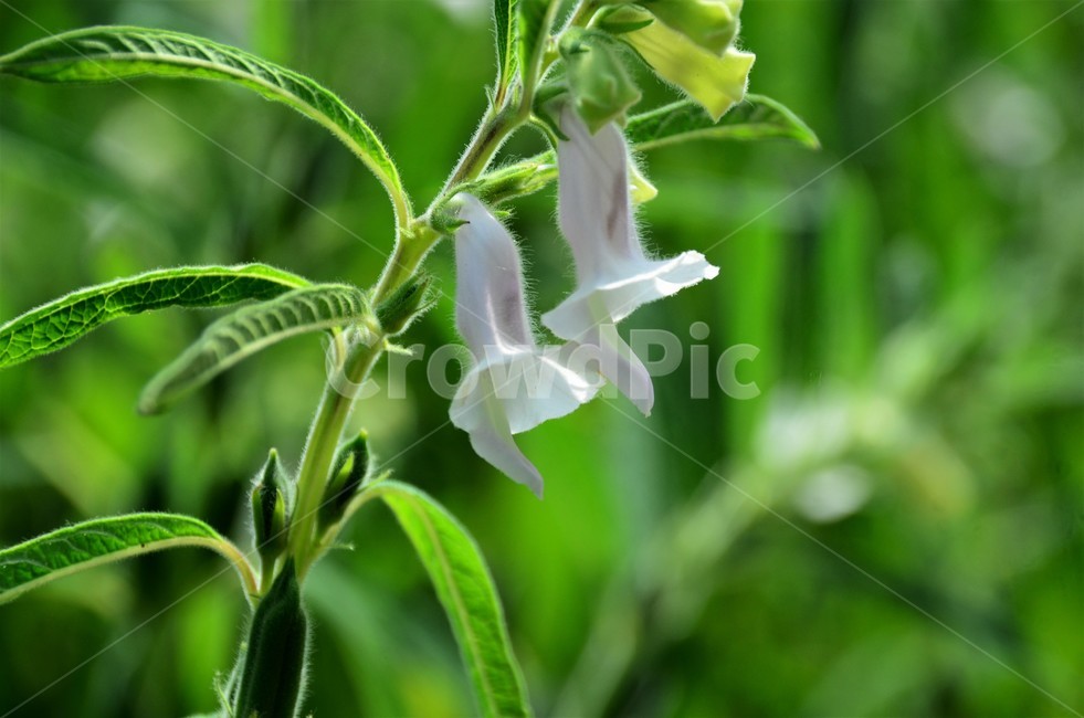 참깨,참깨꽃,임자,호마,재배식물,참깻과,식물,자연,plants,nature,꽃,flower