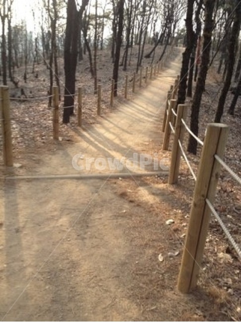 나무,산책,낮,상쾌,따사로움,자연,풍경,nature,landscape,path,통로