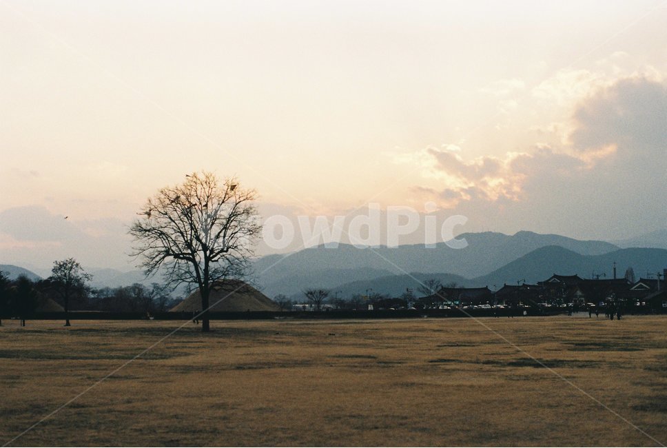 나무,벌판,자연풍경,노을,필름사진,자연,풍경,nature,landscape,한국자연풍경,한국자연경관,korea nature landscape,한국전통,한국문화,korean traditional,korean culture,outdoors,옥외,grassland,목초지,field,들