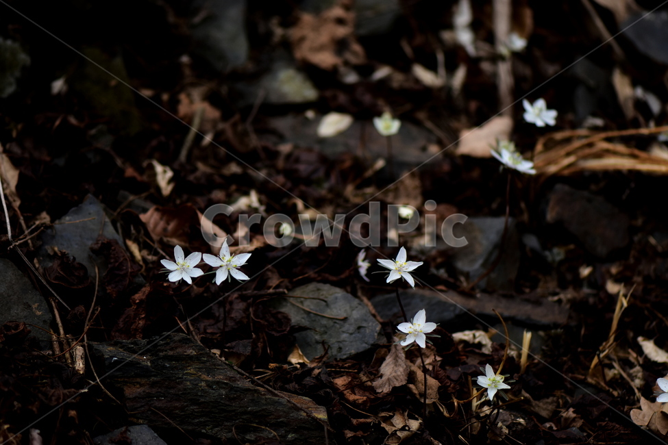 변산바람꽃,야생화,봄,꽃,흰색,자연,식물,식생,봄의전령사,풀꽃,미나리아재비과,plants,nature,spring,season,flower,식물,자연,plants,nature,꽃,flower