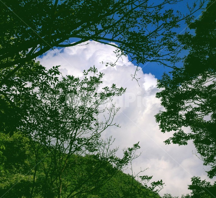 하늘,구름,나무,푸른색,하얀색,자연