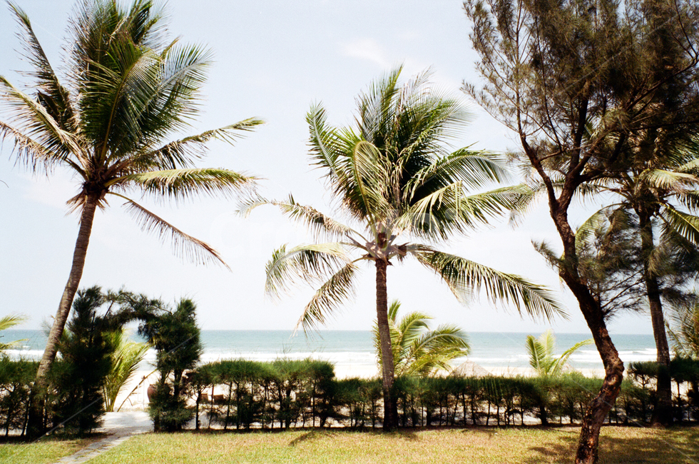 summer,여름,arecaceae,palmtree,야자수,plant,나무,tree,식물,vietnam,베트남,film,필름카메라,자연,풍경,nature,landscape,palm tree