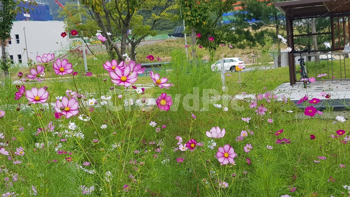 flower,꽃,식물,plant,옥외,outdoors,들,field,nature,자연,코스모스