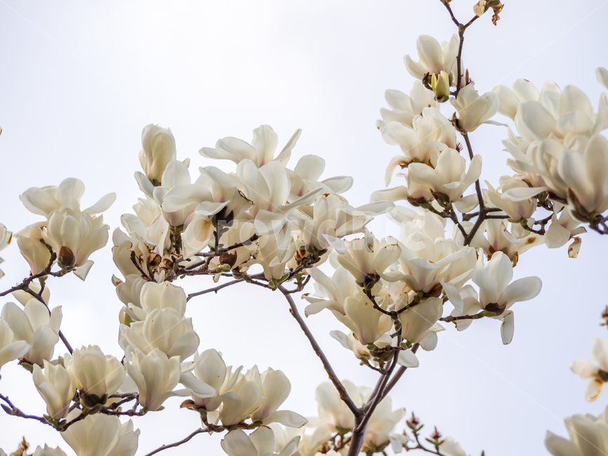 식물,plant,꽃,flower,목련