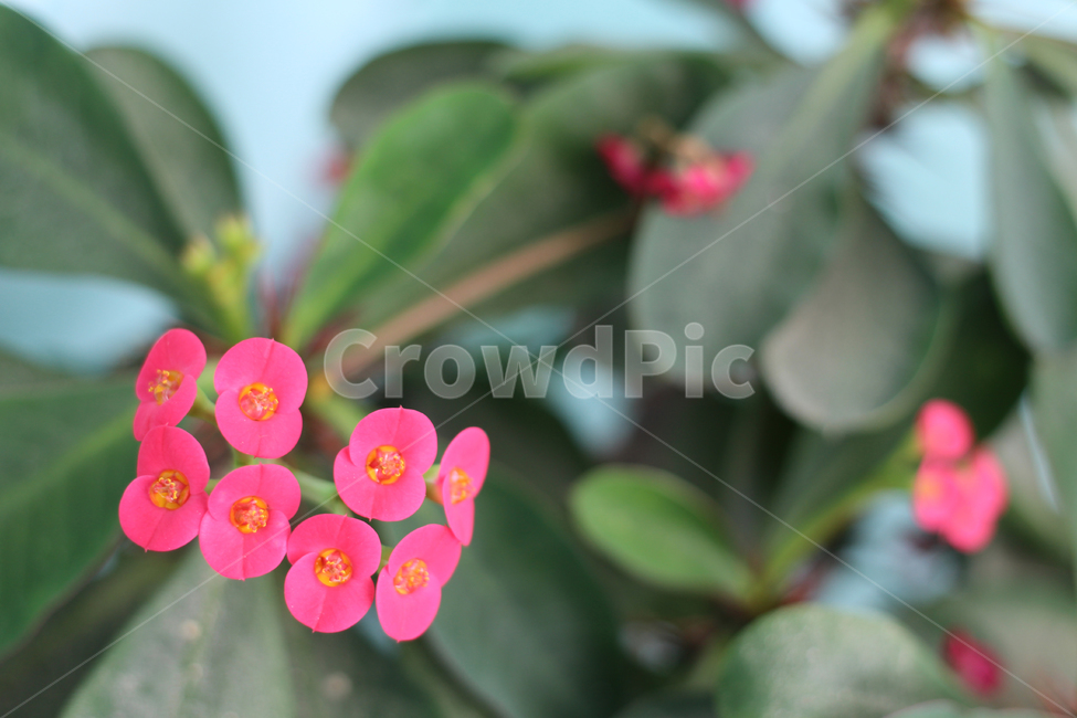 꽃,분홍색꽃,꽃기린,기린꽃,줄기,식물,자연,plants,nature,꽃,flower