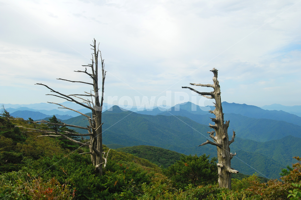 주목,나무,고목,주목나무,식물,고산,덕유산,산,국립공원,하늘,자연,풍경,한국,고목나무,산맥,백두대간,자연,풍경,nature,landscape,한국자연풍경,한국자연경관,korea nature landscape,식물,plants,나무,trees,wood,outdoors,옥외,tree,plant,cross,가로 질러 가다,symbol,상징