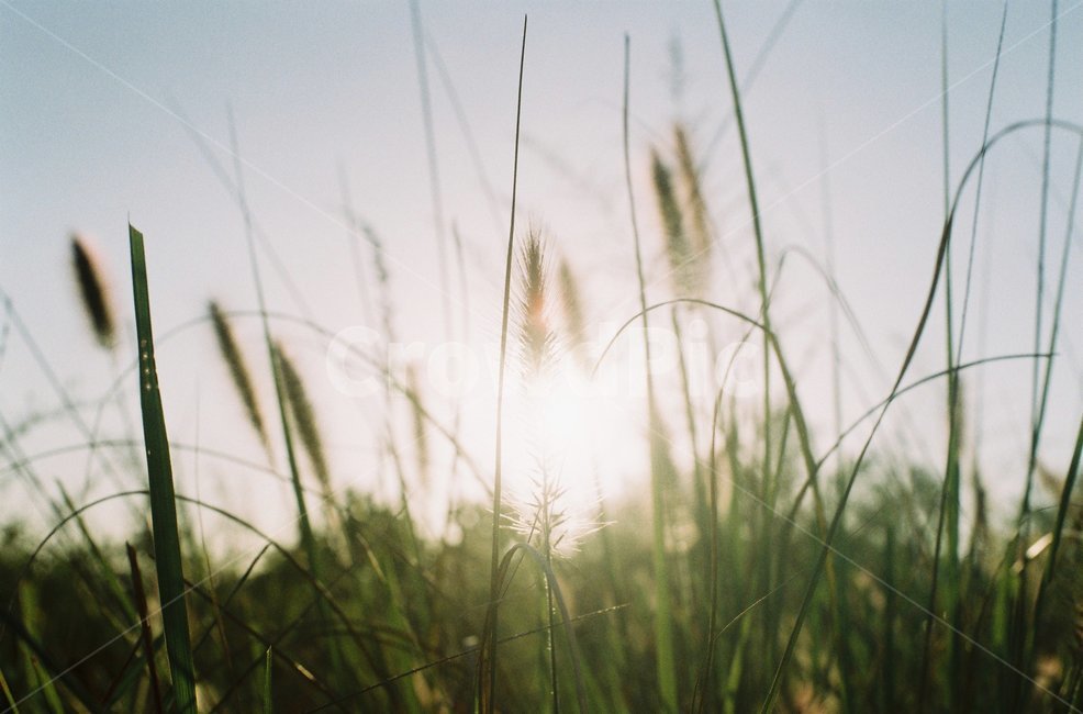 필름사진,강아지풀,공원,따뜻함,녹색,green,아날로그,analog,film