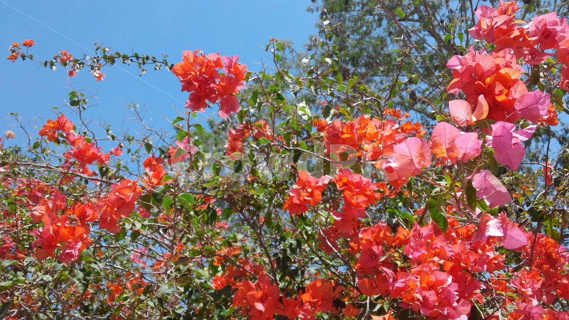 식물,plant,꽃,flower,자연,색