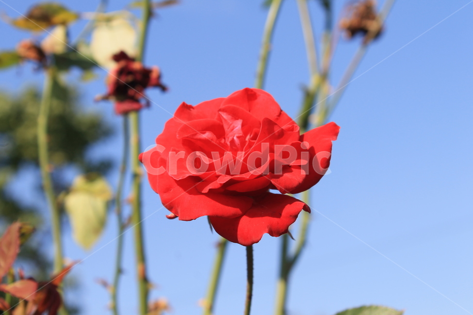 장미,rose,redrose,붉은장미,꽃,flower,plant,식물,blossom,식물,자연,plants,nature,꽃,flower