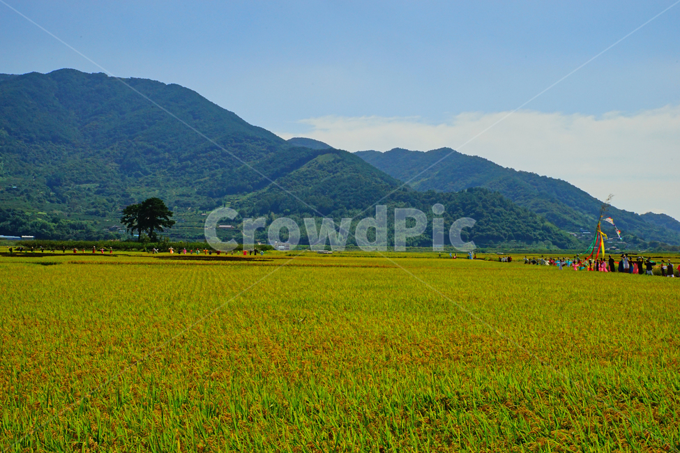 하동,악양,가을,풍년,풍경,자연,풍경,nature,landscape,사람들,대중,군중,other people,crowd,축제,행사,festival,carnival,event,outdoors,옥외,grassland,목초지,field,들