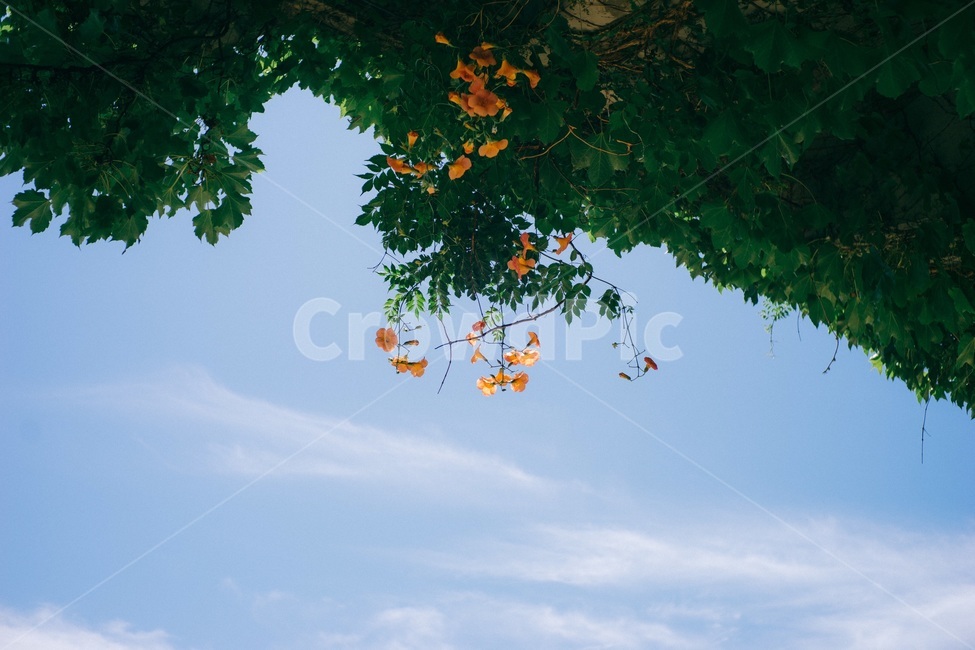 하늘,능소화,여름,푸름,식물,식물,자연,plants,nature,꽃,flower