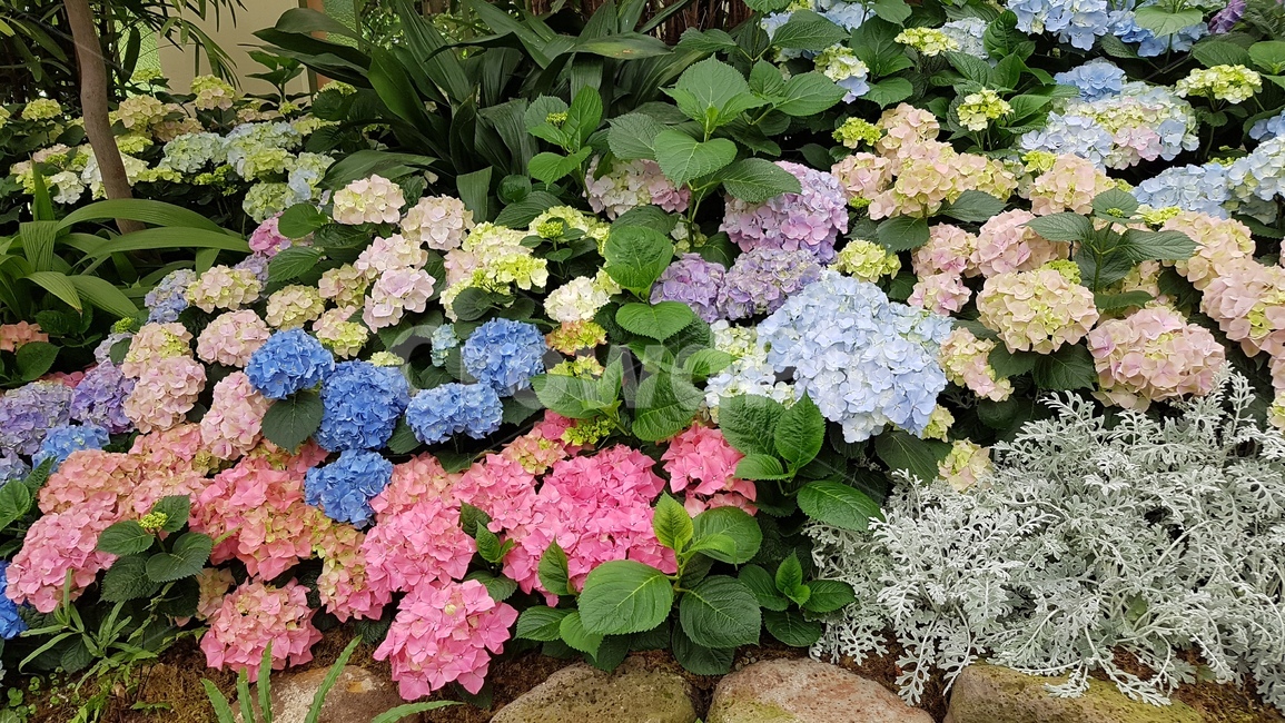 자연,꽃,식물,수국,분홍색,파란색