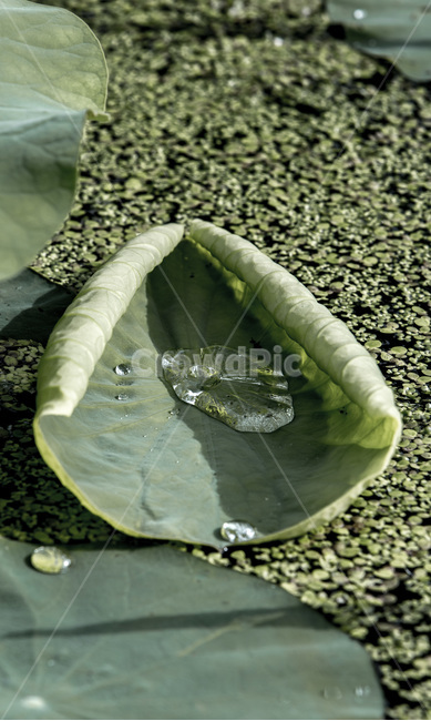 물방울,연잎,개구리밥,습지,그림자,식물,자연,plants,nature