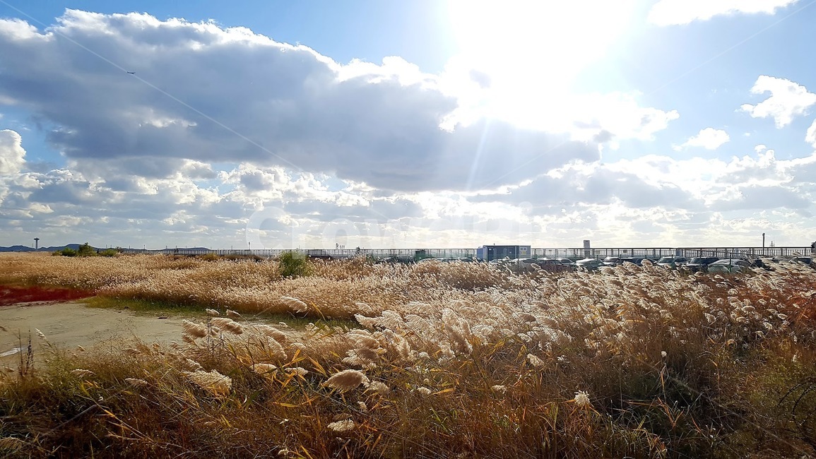 갈대밭,바람,구름,하늘,바다,맑은날씨,가을,계절,fall,autumn,season,plant,식물,grass,잔디,lawn,reed,갈대
