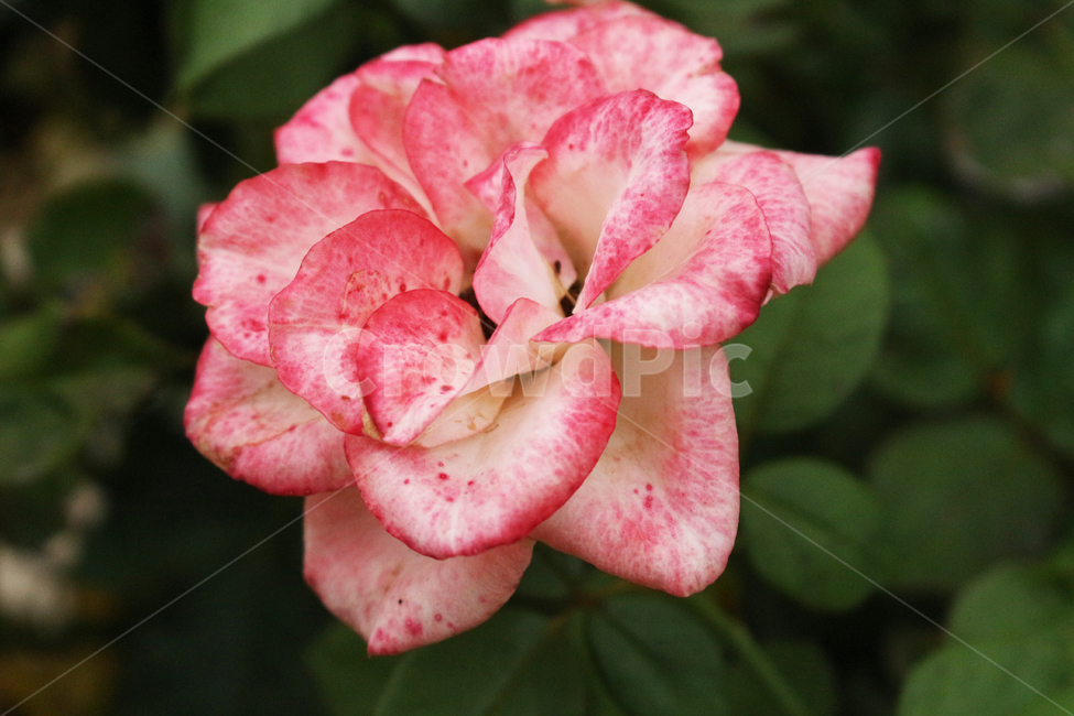 꽃,식물,flower,plant,야생화,식물,자연,plants,nature,꽃,flower