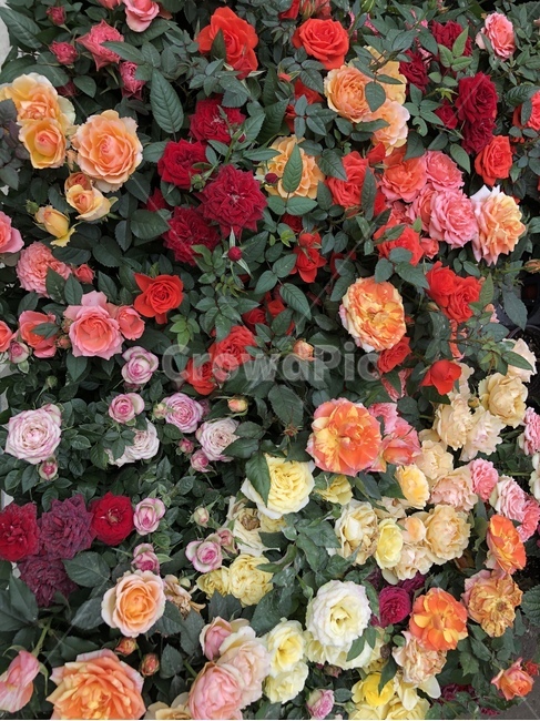 장미,장미다발,장미꽃,알록달록,꽃
