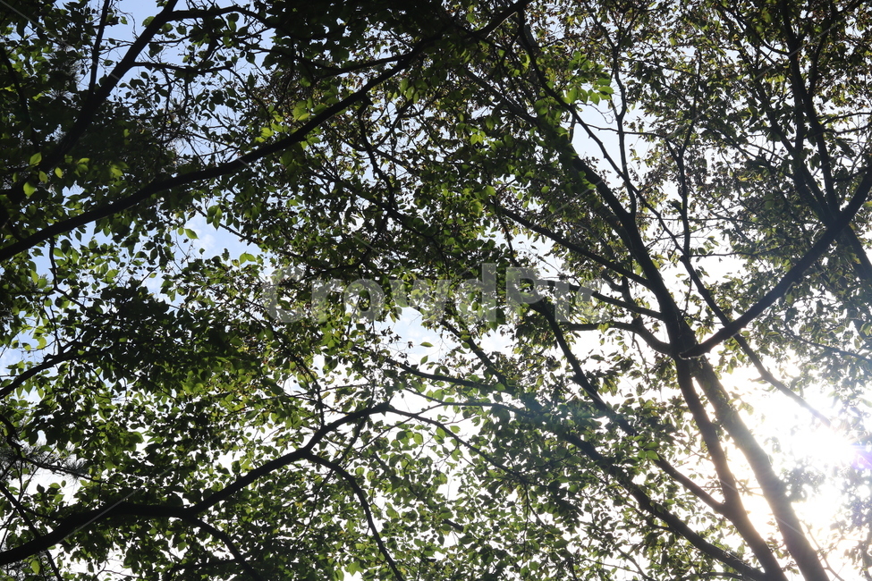 자연,나무,숲,하늘,힐링,초록,자연,풍경,nature,landscape,tree,plant,식물