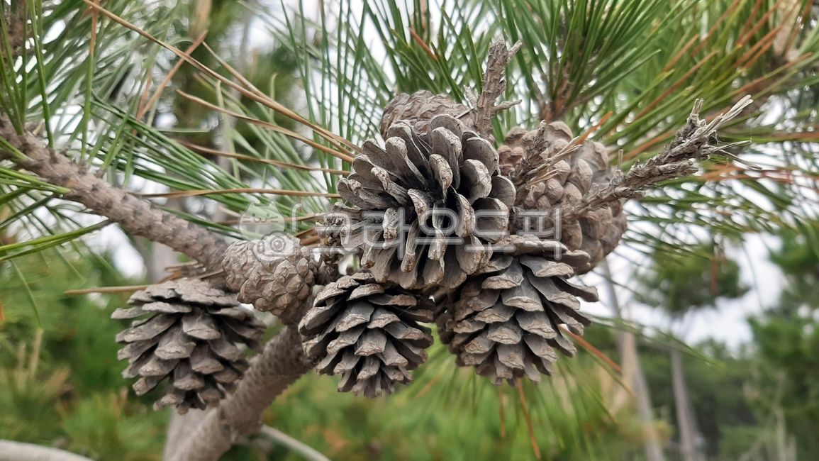 솔방울,tree,pine,소나무,plant,가지,나뭇가지