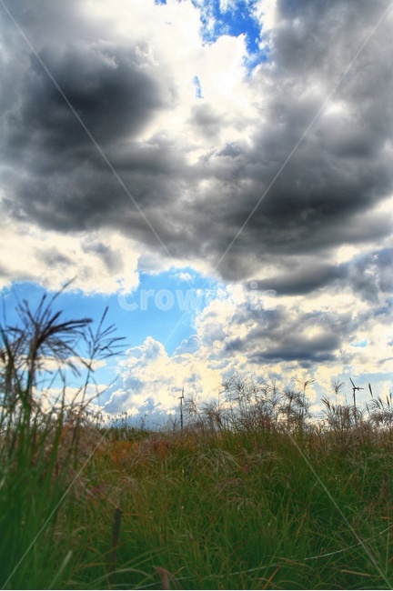 가을,하늘,하늘공원,억새,억새축제,파란하늘,구름,풍경,자연,풍경,nature,landscape,weather,날씨,grass,잔디,plant,식물,outdoors,옥외,cloud,cumulus,적운,sky